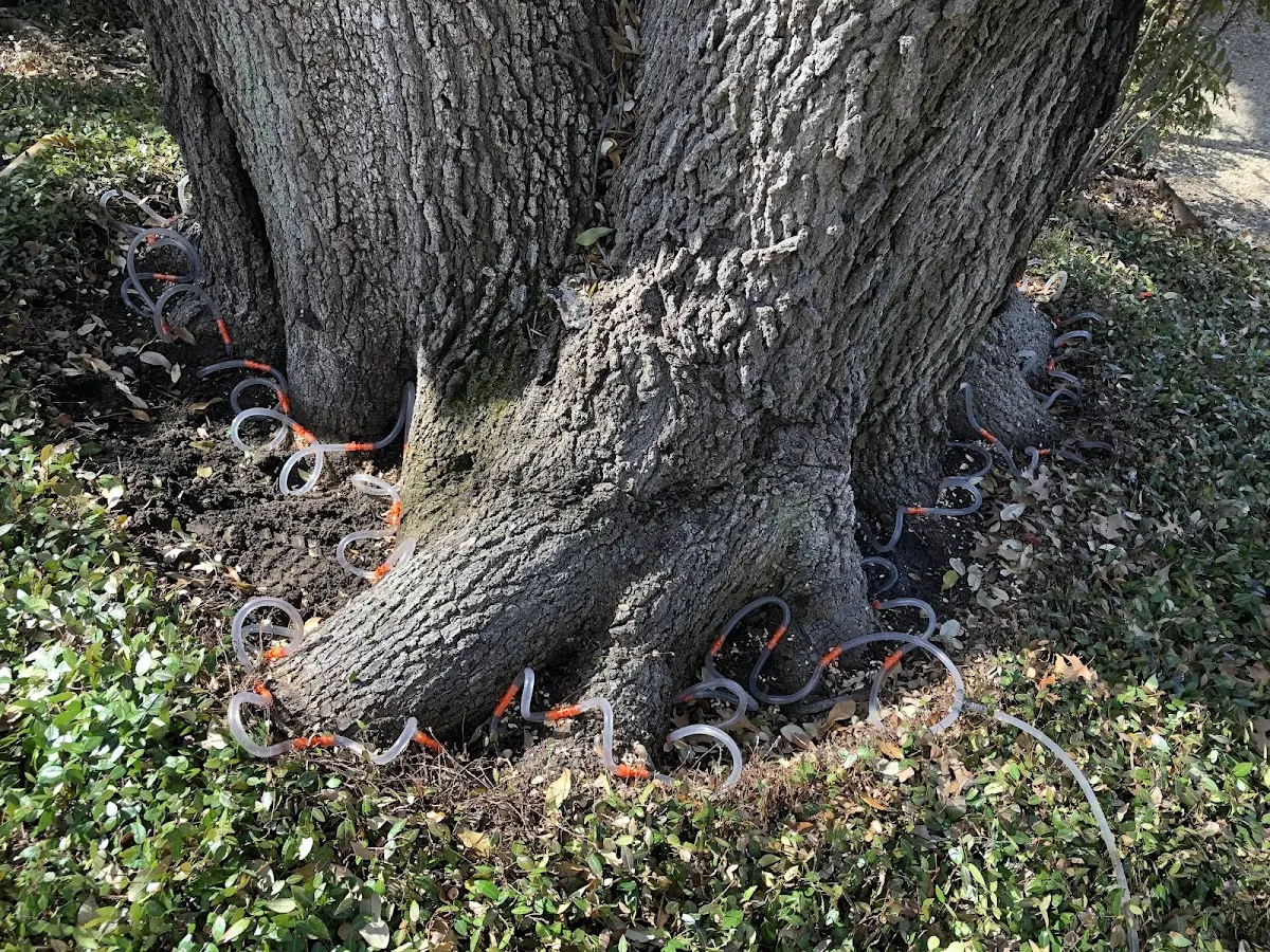 Detailed Tree Cabling and Bracing job site in Conneaut